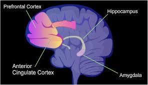 ON og hjerneforandringer Økt kortikal tykkelse og aktivitet Prefrontale cortex (eksekutive funksjoner, emosjonsregulering) Hippocampus (læring og hukommelse) Hjernestammen (nervebaner som styrer