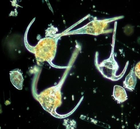 Planteplankton For å vurdere effekter av eutrofi på planteplankton inneholder klassifiseringssystemet foreløpig en parameter for biomasse - klorofyll-a.