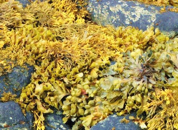 Makroalger For fastsittende alger inneholder systemet indekser for påvirkningstypene eutrofiering og organisk belastning Foto: Are Pedersen Region Vanntyper: B Barents-- havet G Norskehavet Nord H
