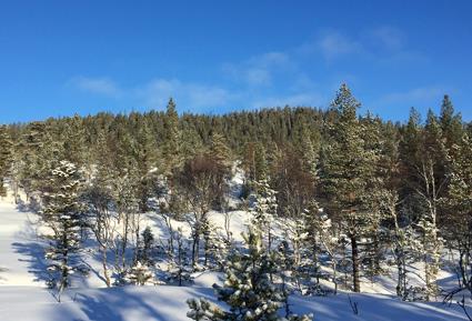 Landbruk Norges Vels eiendommer på Østlandet omfatter 4 400 dekar jord og skog, hvorav 1 300 dekar er jord og 3 100 dekar er skog.