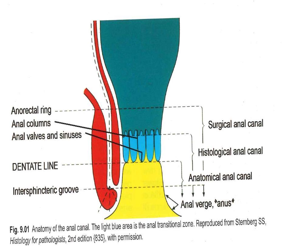 REKTUM: colonslimhinne ATZ: anal transformasjonssone, spesialisert epitel, ligner urotel. 0,3-1,1 cm.