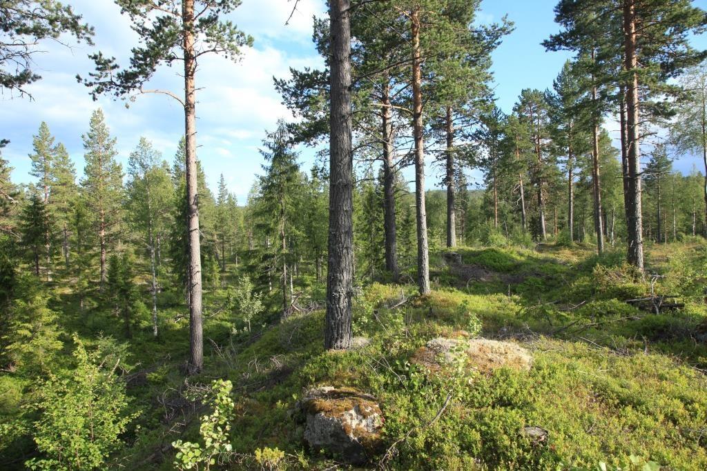 Figur 6. Typisk skogbilde fra planområdet. Gjennomhogd furudominert skog med innslag av noen gamle frøtrær. Foto: Geir Høitomt. 15.7.2017.