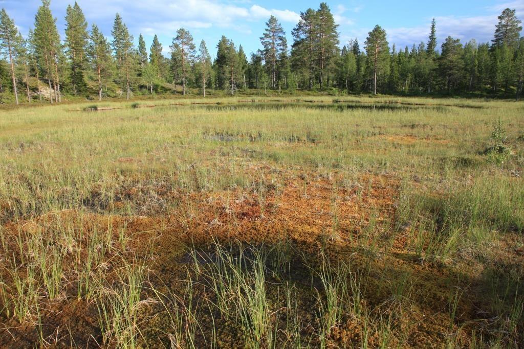 7.2017. Figur 8. Myrtjern i planområdet.