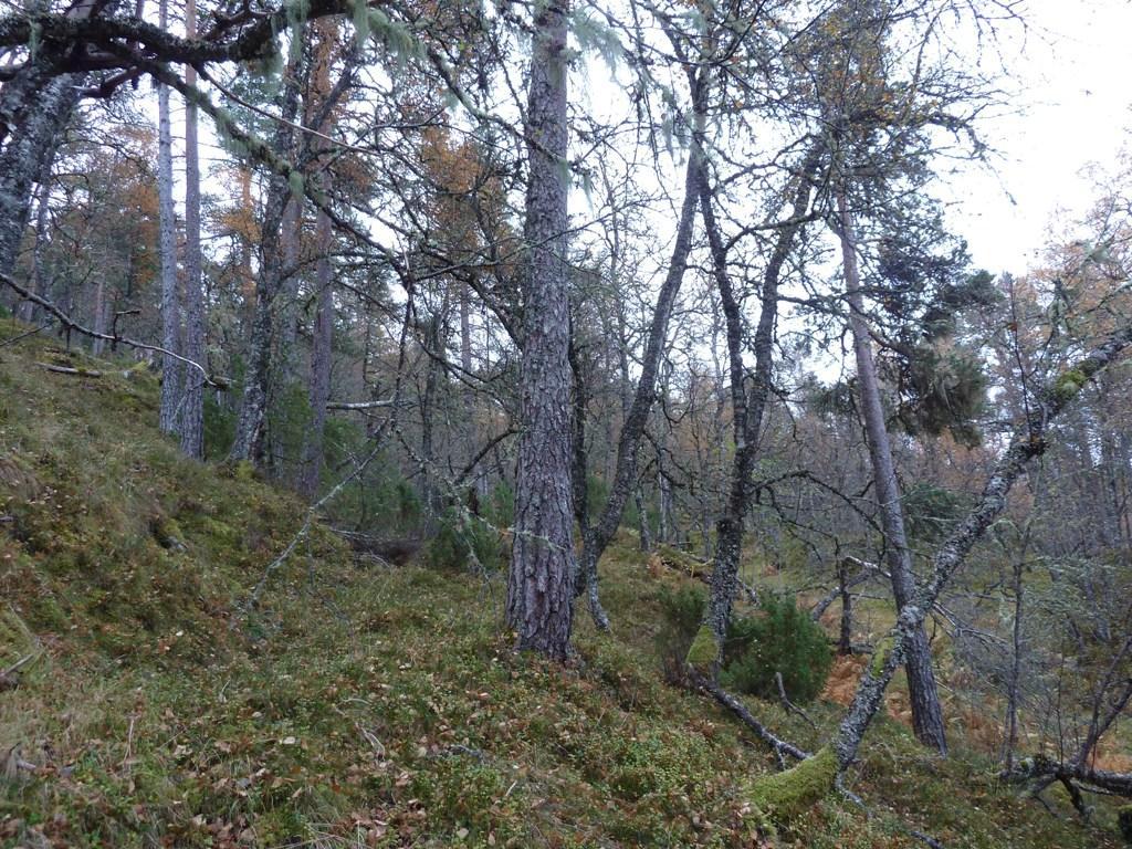 Både bjørke- og furutrærne var storvokste og her var også en del død ved, både stående og liggende.