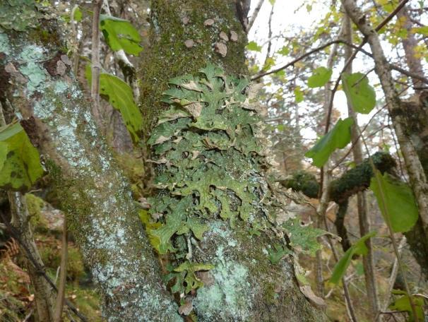 På tørrere berg ble det registrert kystgrønnever (Peltigera britannica), bikkjenever (Peltigera canina), runever (Peltigera scabrosa), knippegråmose (Racomitrium fasciculare), krusknausing (Grimmia