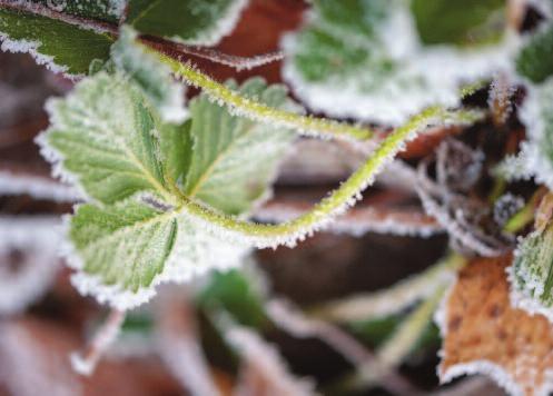 Fra 01.01.19 vil stresstestene være en del av rapporteringen knyttet til de nye kapitalkravene for pensjonskasser. 9.9.11 INFORMASJON TIL MEDLEMMENE (YRKESAKTIVE, OPPSATTE OG PENSJONISTER) Forsvl.