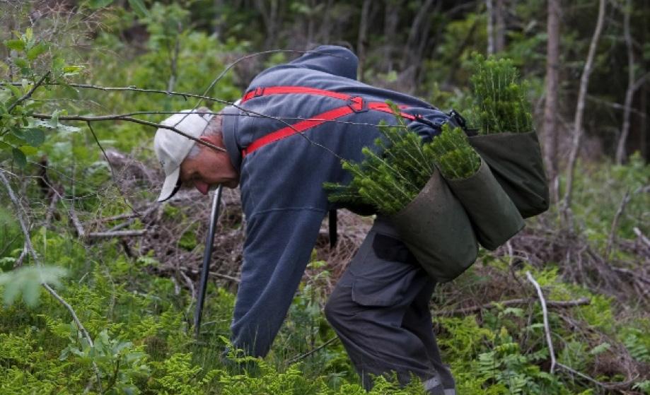 RETNINGSLINJENE HAR BLITT utformet i samarbeid mellom skogeiere, industri, myndigheter, arbeidslivsorganisasjoner og naturvernog friluftslivsorganisasjoner siden slutten av 1990-tallet.