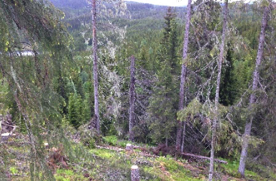 Skogsveier skal bygges slik at de blir hensiktsmessige for skogbruket og ivaretar miljømessige forhold.