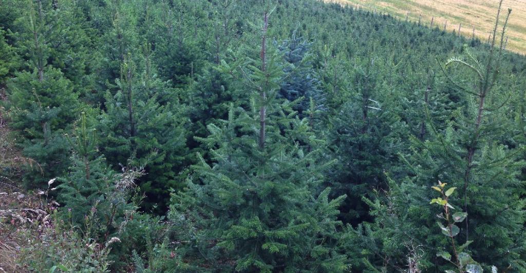 For å finne stormsterke grantrær som kan fungere som livsløpstrær, kan også undertrykte trær med en diameter ned til ca. 20 cm brukes.