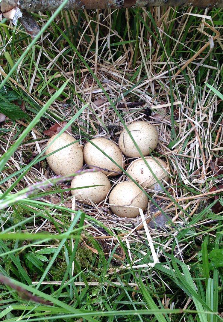 Nøkkelbiotopene skal dokumenteres i skogbruksplan eller miljøoversikt. Metoden Miljøregistrering i Skog (MiS) skal brukes ved kartlegging av livsmiljøer og utvelgelse av nye nøkkelbiotoper.