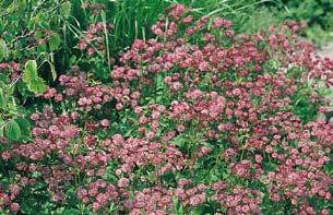 Stor stjerneskjer Astrantia ajor Ruby wedding 0 c. Hvit-rosa bloster i juni-juli.