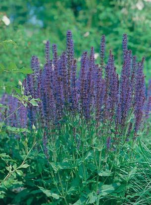 Finnes i flere navnesorter ed lysere eller ørkere gule bloster. Bruktbar til snitt.. Praktsolhatt Rudbeckia sullivantii Goldstru Ca.