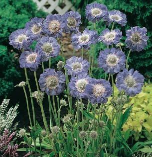 setter farge på hus og hage gjenno størsteparten av året.. Bronseblad Rodgersia pinnata 90 c.