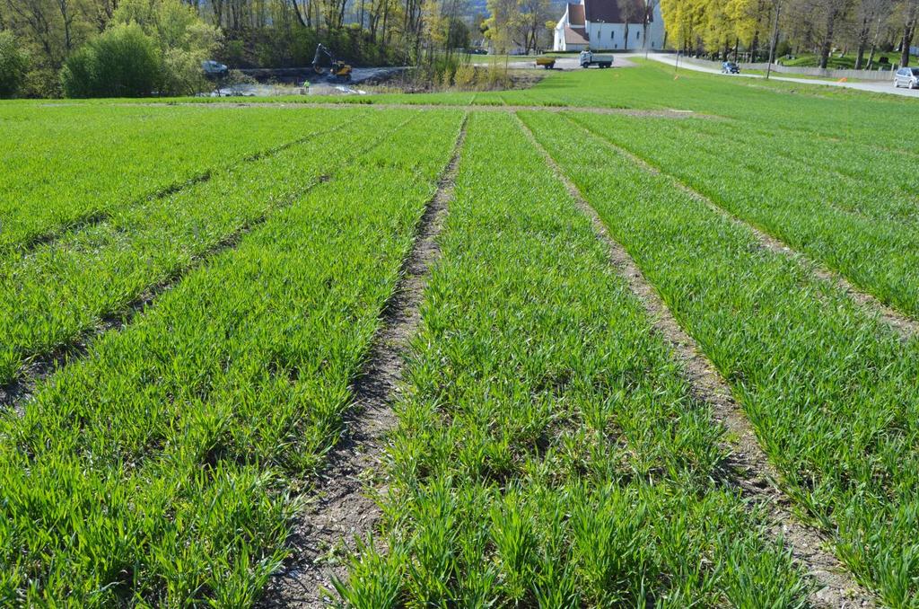 Apelsvoll, 1. såtid, 15.