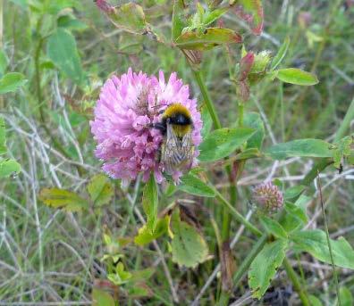 pollinatorer.