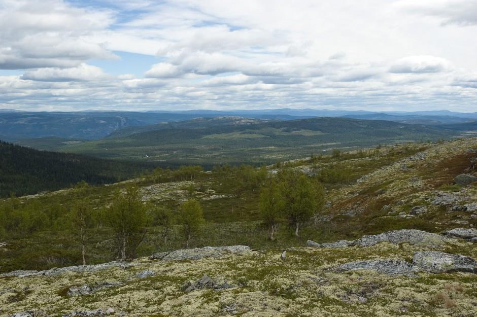 Varmere klima fører til endringer i naturen Lengre vekstsesong Høyere tregrense +