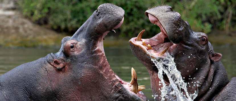 Chobe National Park har en av Afrikas største konsentrasjoner av ville dyr og er særlig kjent for de omkring 120 000 elefantene som bor her.