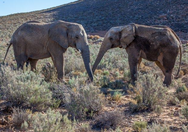 Høydepunkter Natur, mat og vinopplevelser i Sør Afrika Vandring langs kyst og fjell i vakkert