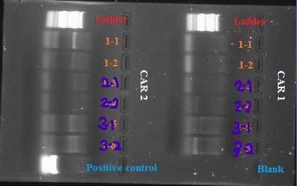 6.3 DNA-kvantifisering av kolonier dyrket i BHI-buljong Tabell 6.