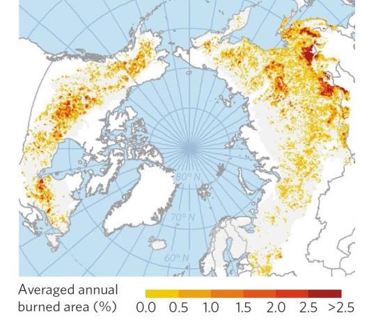 A sensible solution for the boreal forest: «Å redusere risikoen for skogbrann ved å øke