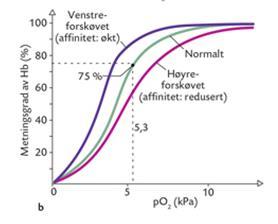 Påvirkning av Hb-metning 2,3-difosfoglyserat (2,3-DPG) Økt konsentrasjon i erytrocyttene Erytrocyttene mangler mitokondrier