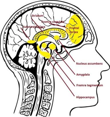 Rusnettverk i hjernen Læringsnettverk i hjernen