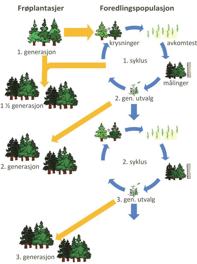 7 Foredlings- og frøplantasjeprogram Foredlingsprogrammet vi har for gran følger internasjonalt etablerte strategier for skogplanteforedling. Gangen i foredlingsarbeidet er skissert i Figur 1.