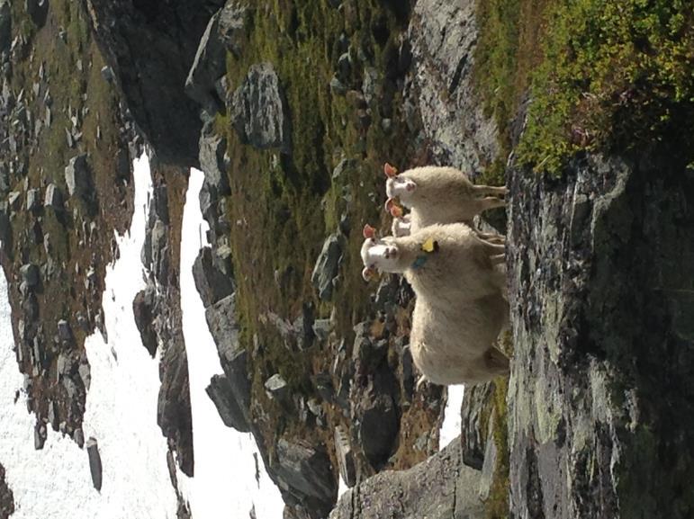 hos reineierne. I de senere år ser vi en økende bestand av kongeørn og havørn i beiteområdene i Oppdal, i tillegg til økt aktivitet av gaupe.