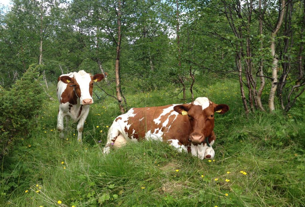 Økonomisk betydning av et aktivt landbruk i Oppdal kommune Nibio og SSB har på oppdrag fra Fylkesmannen laget en samlerapport over landbruket i Trøndelag, verdiskaping og sysselsetting,