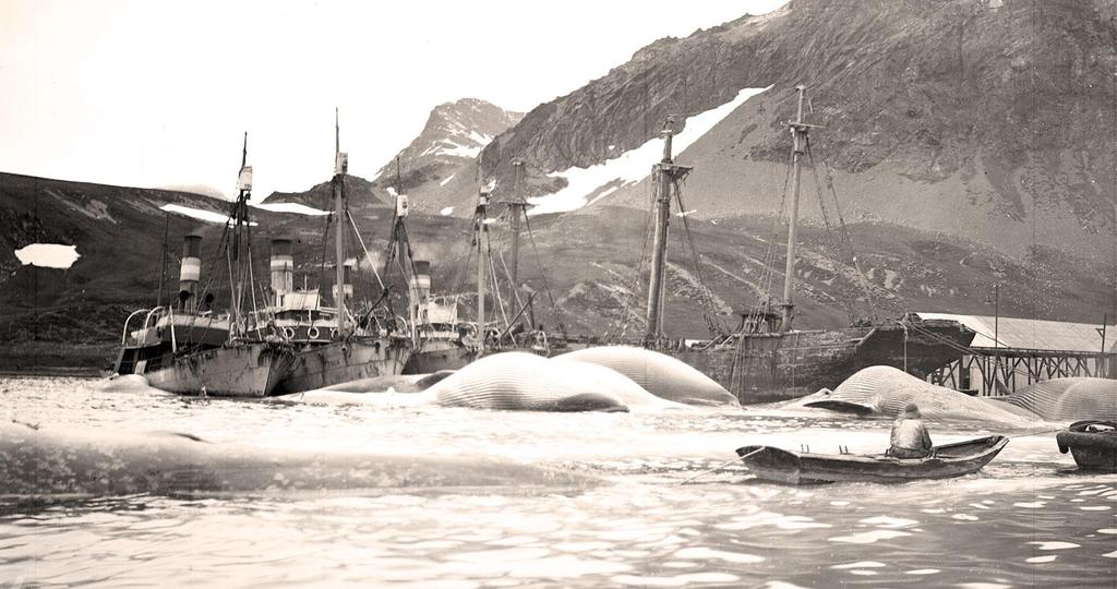 Figur 5. Pescas fangstbåter i Grytviken.
