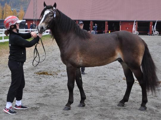 13. Tangen Trygg 578001020150155, 3 år Oppdretter: Jørn Gunnar Nilsen, Grålum Eier: Tor Birger Krageboen, Tveit Innmelder: Tor Birger Krageboen Avstamning: FAR Moe Odin N-97-0203 Bork Odin Avk.pr.