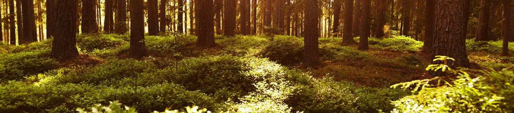 Hvorfor er det da positivt å hugge skogen for å bruke