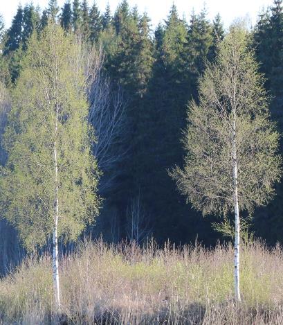 Treslagsfordeling Kravpunkt 16 - Treslagsfordeling Treslagssammensetningen skal tilpasses voksestedets egenskaper.