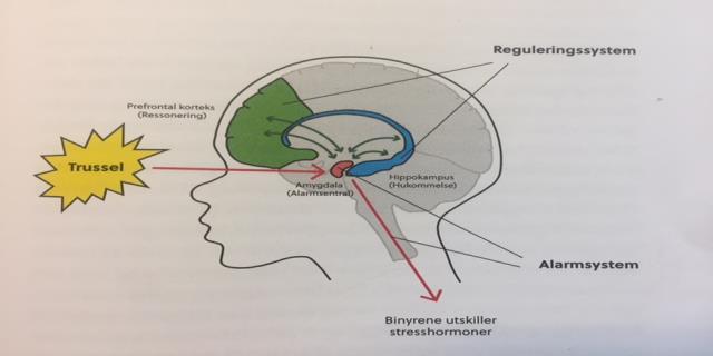 STRESSRESPONSEN- NÅR RELASJONEN BLIR TRUENDE Fight or flight- Prefrontale cortex skrus av Vedvarende stressbelasting- det perifere og sentrale nervesystemet blir sensitivisert: i trusselberedskap