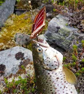 TORUNGEN TROUT FLAKE ØRRETMØNSTER, 13 GRAM Sølvkroken Antall ørreter på land: 6 Antall napp: 9 Antall bonusfangster: 0 SPENNENDE NYKOMMER Testerne rapporterer at Cicada-sluken med en ekstra