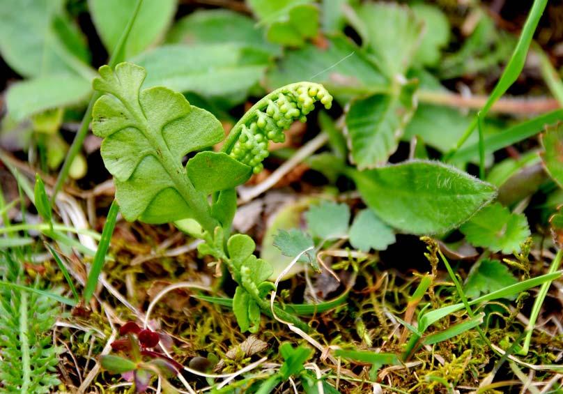 Lokalitet nr 11. Ølas utløp. Marinøkkel ved Øla utløp (foto: Siri Guldseth 2008) Naturbeitemark og beitet gråorskog ved Ølas utløp i Lågen. Tørrenger med bl.a. smalfrøstjerne (VU) og marinøkkel (NT).