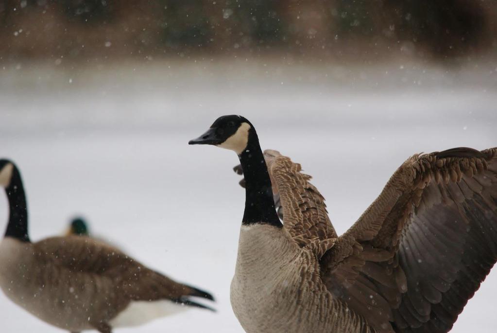 3.3 Kanadagås (Branta canadensis) Kanadagåsas naturlige utbredelsesområde er Nord-Amerika. Det finnes syv underarter av kanadagås på verdensbasis.