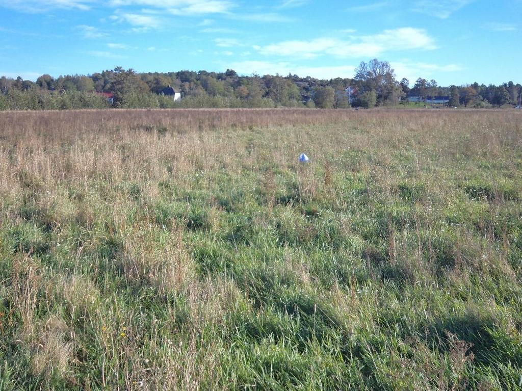 spiret korn og på gras. Det er mest skade i de kystnære områdene i Torsnes, Kråkerøy og Onsøy. Arealene er ofte knyttet til naturreservater.