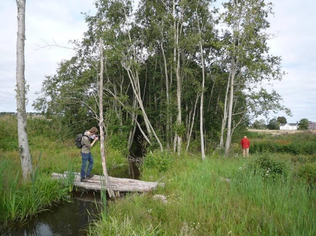 Generelle skjøtselsråd Det er samtidig med oppdatering av denne veilederen også laget et forslag til konkret tiltaksplan for skjøtsel av bekkene Seltebekken, Vakerbekken.