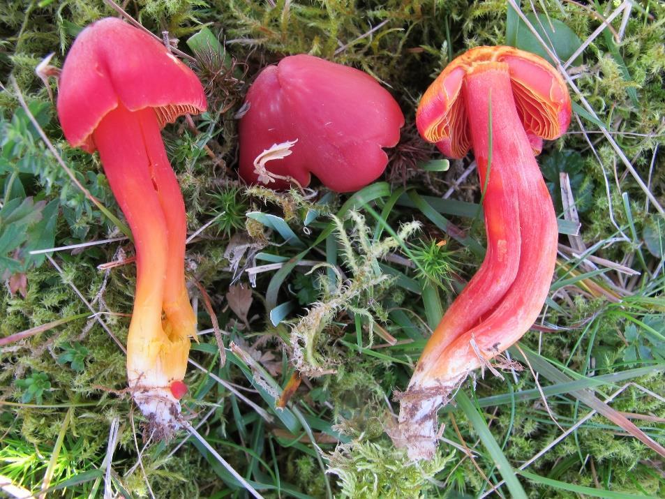 Rød honningvokssopp Hygrocybe splendidissima (VU - sårbar på) er en av de