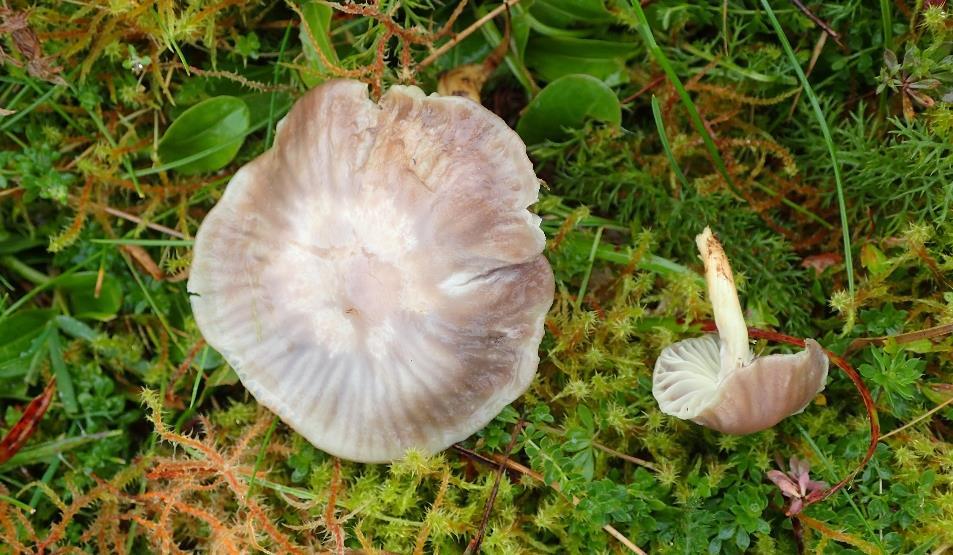 Gulfotvokssopp Hygrocybe flavipes (NT - nær truet) er