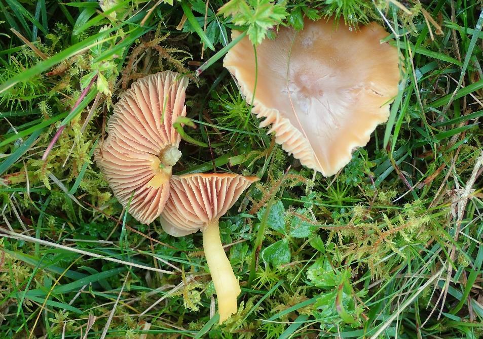 Rødskivevokssopp Hygrocybe quieta (NT - nær truet) er