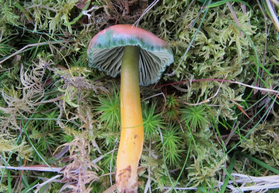 Papegøyevokssopp Hygrocybe