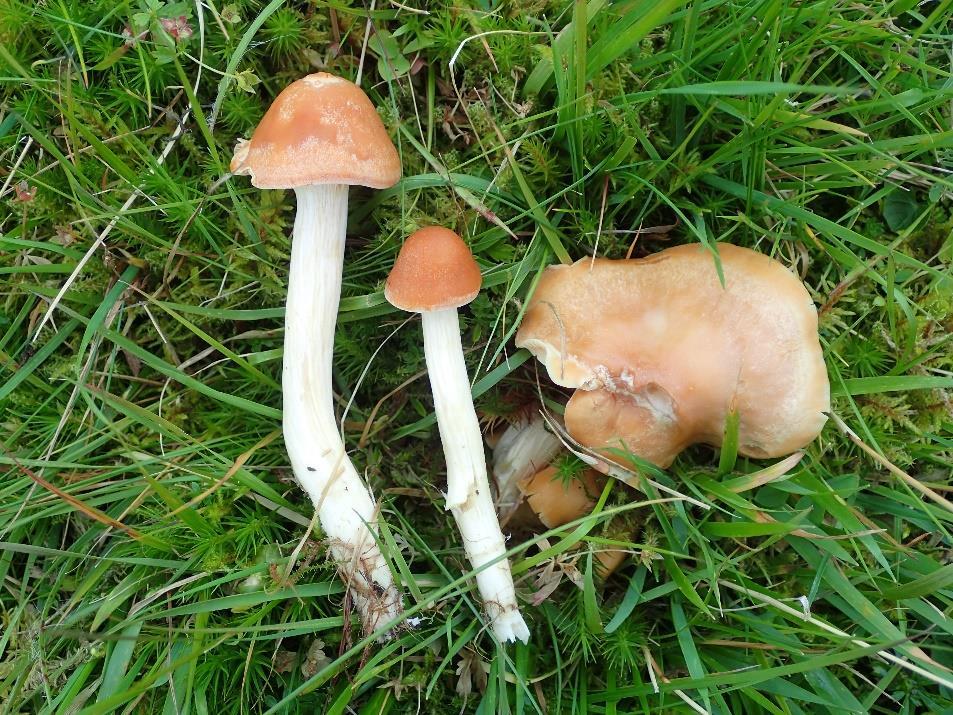 Engvokssopp Hygrocybe pratensis er