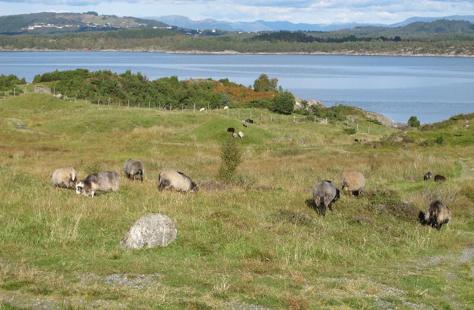 Gammel norsk sau på beite i