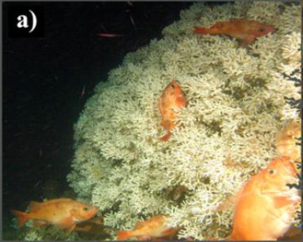 næring er størst. Områder hvor revene står tett kalles revkomplekser. Det største kjente revkomplekset av kaldtvannskoraller i verden er Røstrevet ved Lofoten, som dekker et areal på ca 100 km 2.