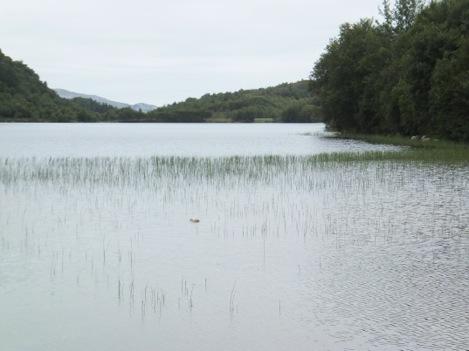 2 Elver i risiko på grunn av vannuttak Tre elver i vannområdet Rødøy Lurøy er elver med uttak av drikkevann og bør følges opp i forhold til å sikre en god vannkvalitet, og også med hensyn til at