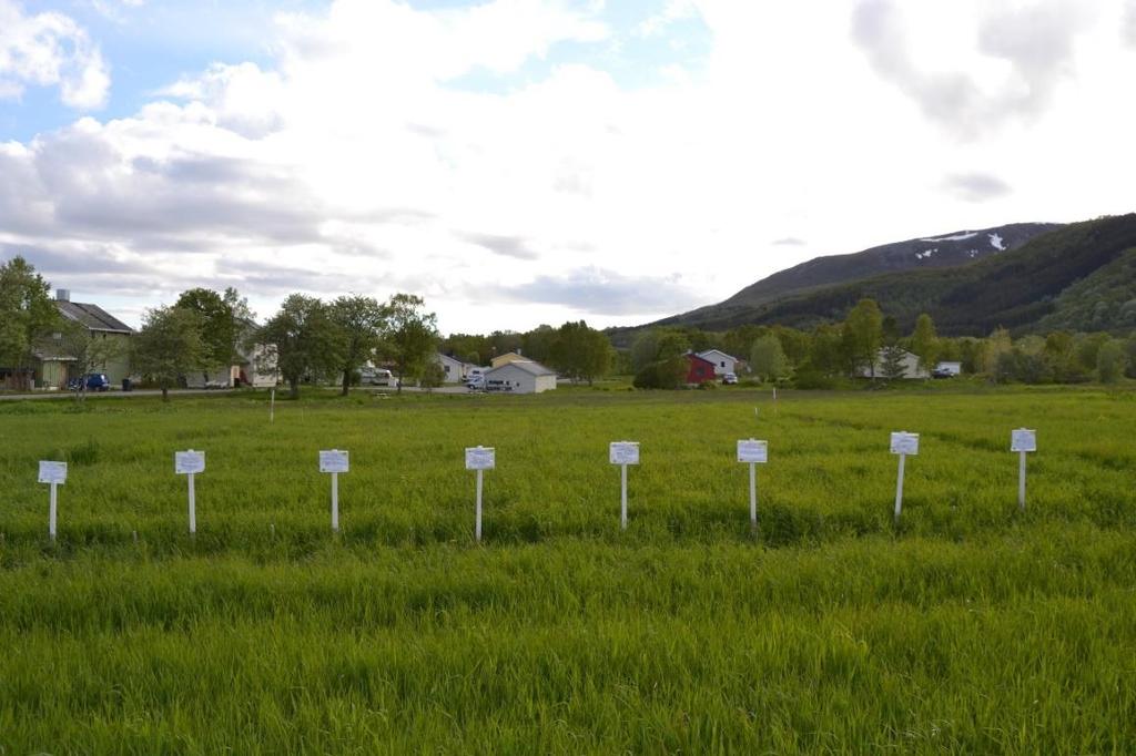 Figur 2. Avling (kg ts/daa) 2. engår for dei ulike frøblandingane på feltet i Hålogaland I Hålogaland vart det tatt ei simulert vårbeiting, to slåttar og ei haustbeiting.