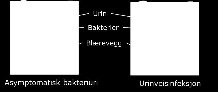 Kan gi grumsete/uklar urin Urinstrimmel: leukocytter +/-, nitritt +/- Urindyrkning: uropatogen mikrobe Antibiotika