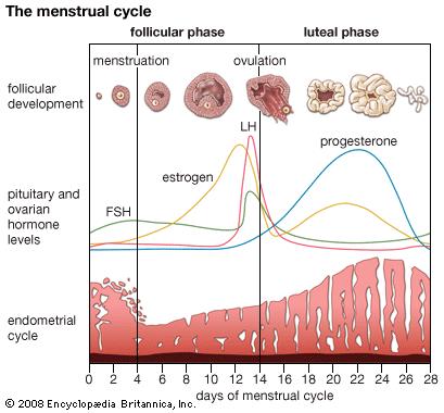 (aromatasehemmer) Kontrollert stimulering med FSH